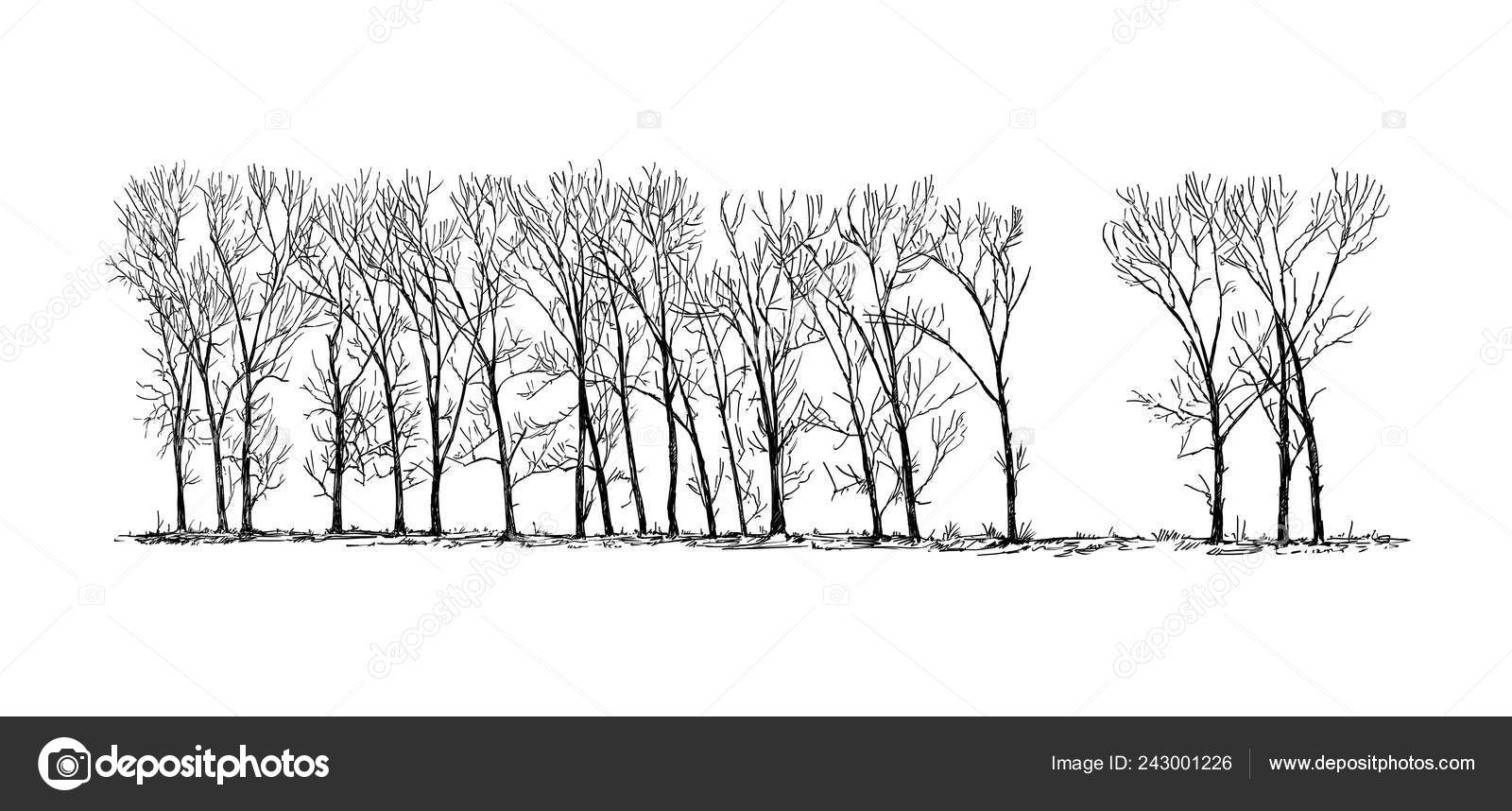 Cartoon Drawing of Group or Alley of Poplar Trees in the Far Stock Photo by ©ursus@ 243001226 Cartoon Drawing of Group or Alley of Poplar Trees in the Far Stock Photo by ©ursus@ 243001226
