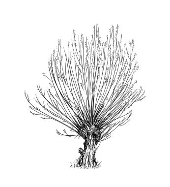 Cartoon Drawing of Willow or Sallow Tree clipart