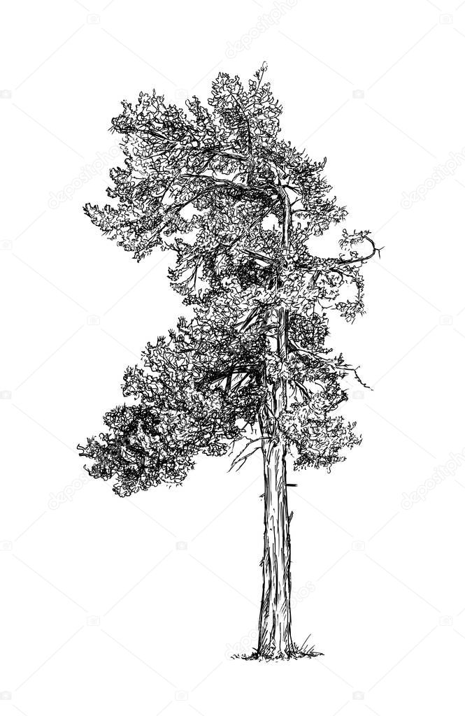 Cartoon Drawing of Pine Conifer Tree