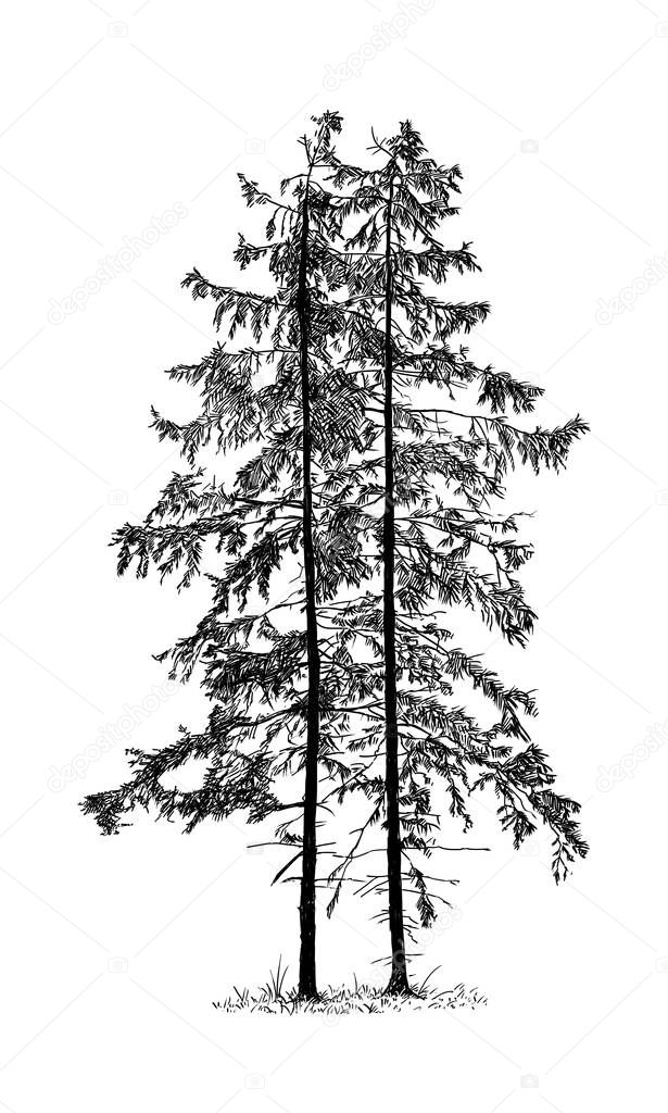 Cartoon Drawing of Spruce Conifer Tree