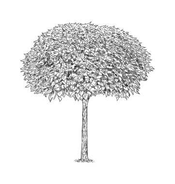 Siyah ve beyaz çizim Katalpa ağacı