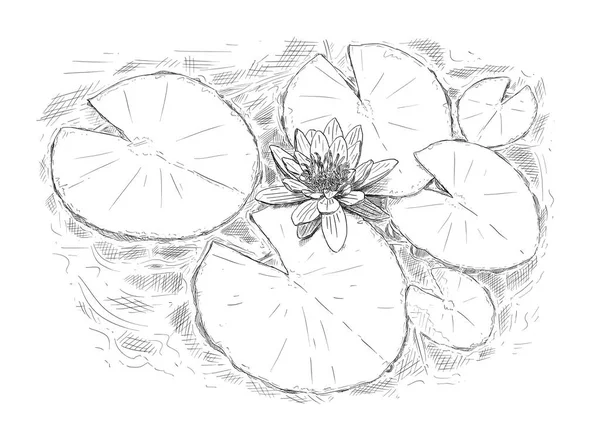 Dibujo de la flor de la planta de ninfa y hojas en el agua —  Fotos de Stock