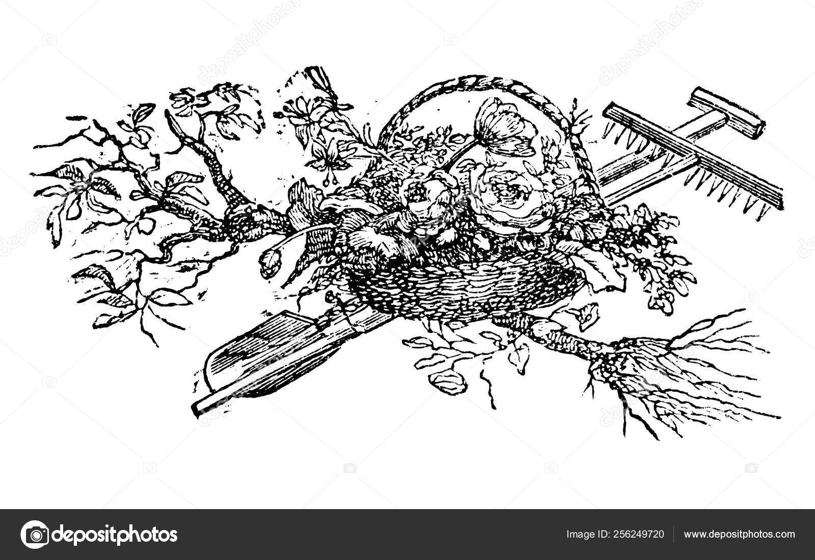 Disegno Vettoriale Dellannata O Incisione Di Decorazione