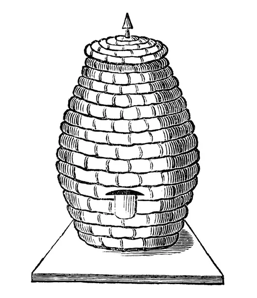 Vintage διανύσματος σχέδιο ή χαρακτική του παλαιού παλιού στυλ μέλισσας κυψέλη ή κυψέλη φτιαγμένο από άχυρο — Διανυσματικό Αρχείο