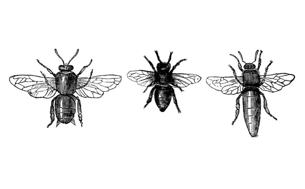 Vintage vector tekening of antieke gravure illustratie van Honey Bee of honingbij Drone, werknemer en koningin — Stockvector