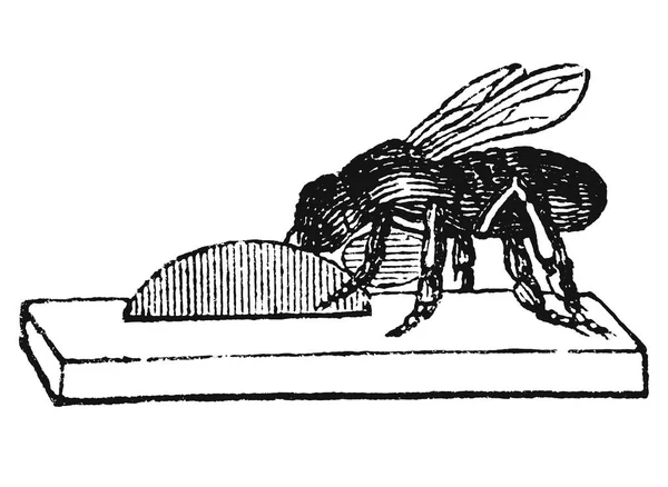 Вінтаж векторний малюнок або антикварні гравіювання ілюстрація Мед бджоли працівника будівлі гніздо або вулик з воску — стоковий вектор
