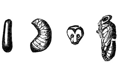 Vintage Vector Drawing or Antique Engraving Illustration of Stages of Development of Honey Bee Pupae - Egg and Larvae clipart