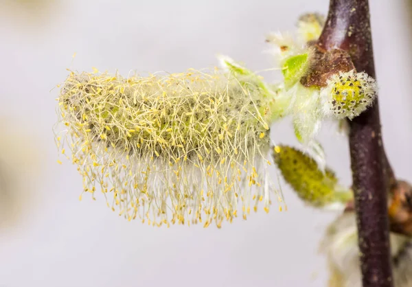 Macro Saule Chatte Plein Pollen — Photo