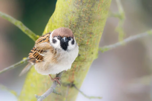 Closeup Eurasian Tree Sparrow Passer Montanus Sitting Twig — Stock Photo, Image
