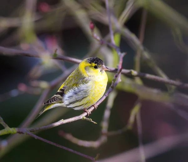 Detailní Záběr Žluté Mužské Siskin Pták Sedící Větvi — Stock fotografie