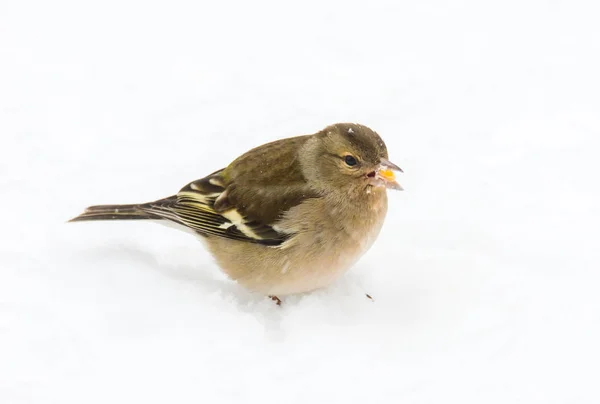 Pájaro Pinzón Hembra Pie Nieve — Foto de Stock