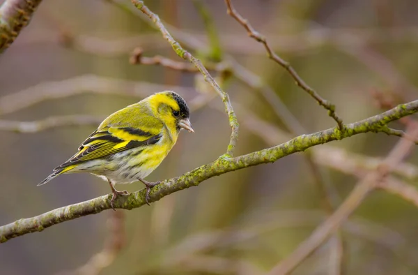 Männlicher Eurasischer Zeisig Vogel Sitzt Auf Dem Ast Eines Baumes — Stockfoto