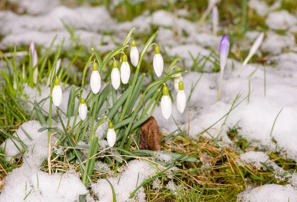 Close Van Snowdrop Bloemen Sneeuw — Stockfoto