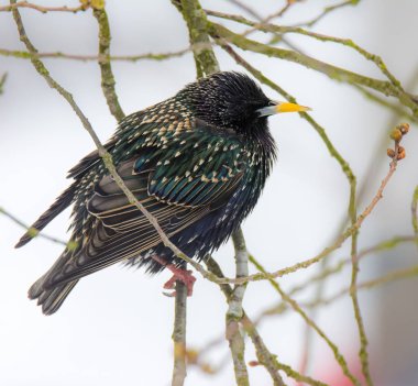 Bir ağacın dalında oturan sıradan bir sığırcık.