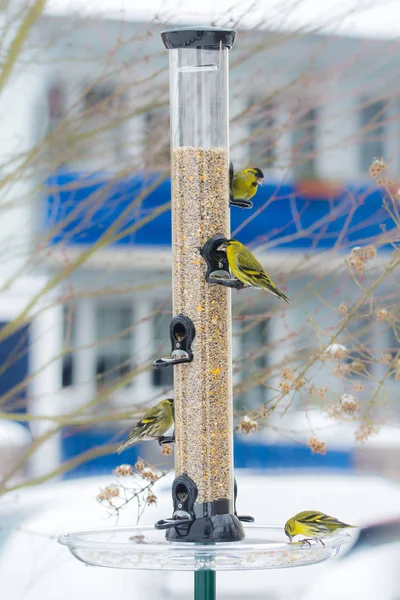 Swarm Eurasian Siskin Birds Bird Feeder House Background — Stock Photo, Image