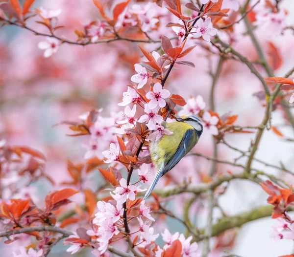 Blue Tit Bird Sitting Flowering Plum Tree — Stock Photo, Image