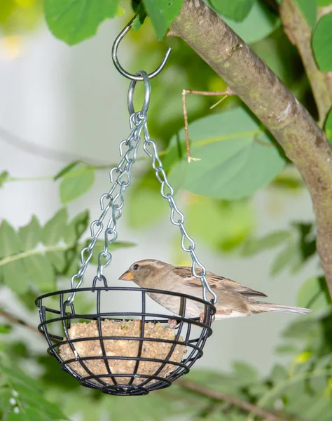 Sparrow Bird Feeder Filled Fat Ball — Stock Photo, Image