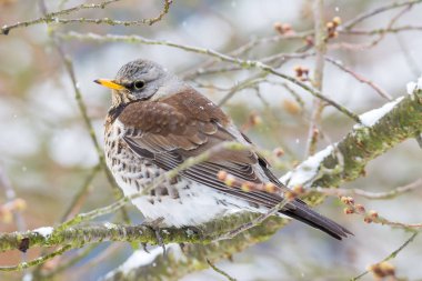 Bir ağacın üzerinde oturan bir fieldfare kuş closeup