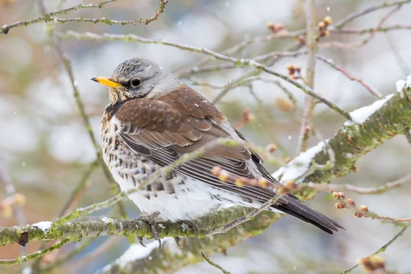 Närbild Björktrast Fågel Sitter Ett Träd — Stockfoto