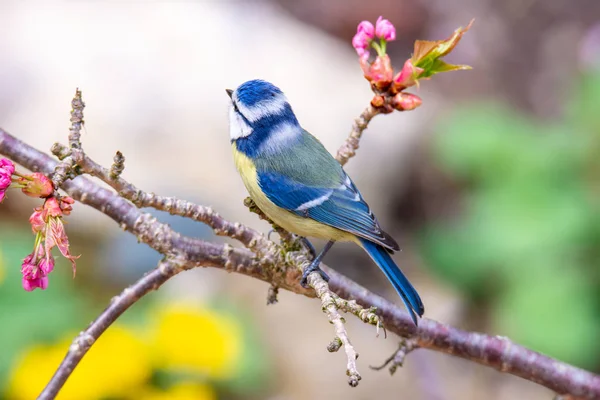 Blaumeisenvogel Sitzt Auf Einem Zweig Eines Kirschbaums — Stockfoto