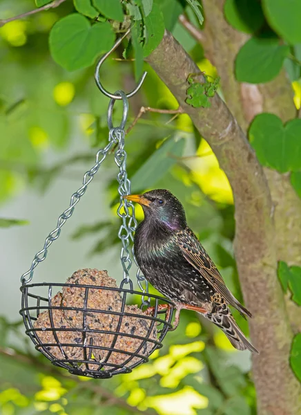 Starling at a bird feeder filled with a fat ball