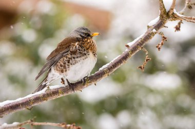 Bir ağacın üzerinde oturan bir fieldfare kuş closeup