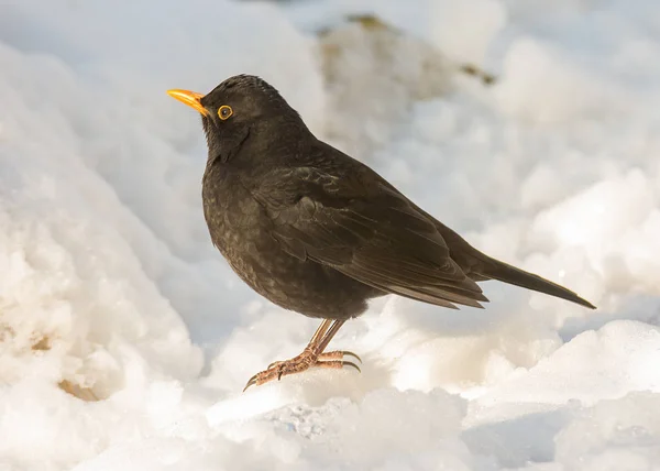 Nahaufnahme Einer Amsel Die Schnee Steht — Stockfoto