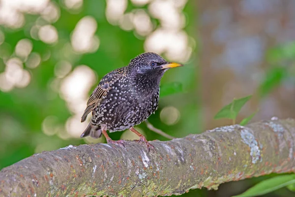 Closeup of Starling bird sitting on a tree branch