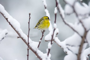 Karla kaplı ağaç dalına oturan erkek kara başlı iskete kuşu