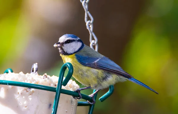 Blue tit bird at a bird feeder filled with fat