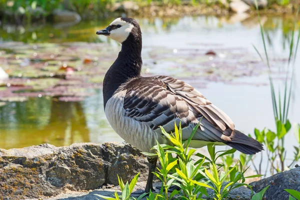 Closeup Standing Barnacle Goose — Stock Photo, Image