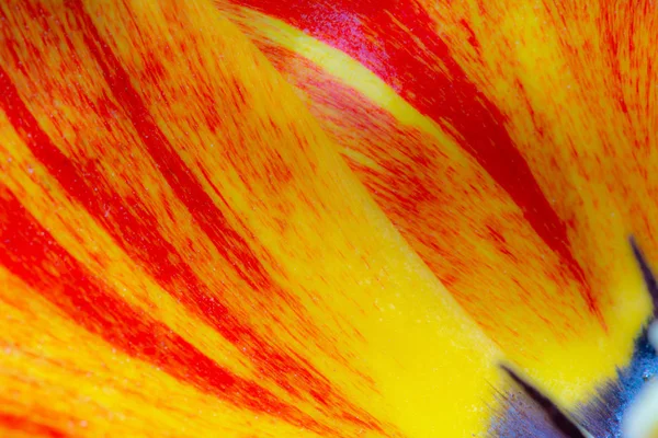 Arancione Giallo Astratto Tulipano Fiore Sfondo — Foto Stock