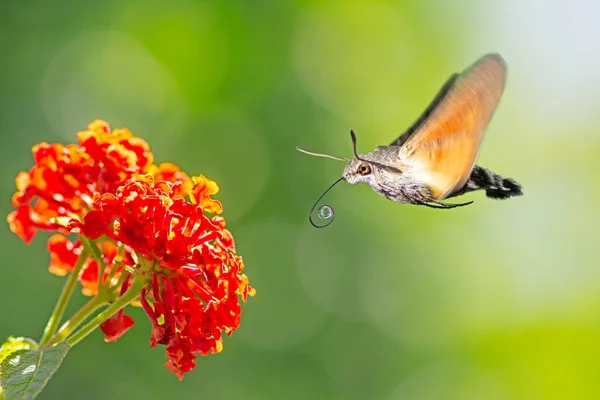 Colibrí Halcón Polilla Volando Una Flor Lantana Naranja — Foto de Stock