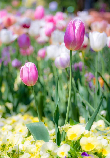 Spring Scenic Outstanding Tulip Flower Flowerbed — Stock Photo, Image