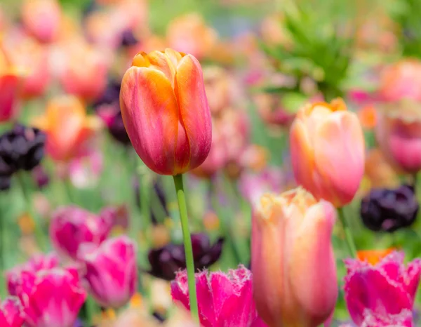 Spring Scenic Outstanding Tulip Flower Flowerbed — Stock Photo, Image