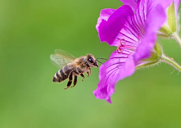 Abelha Voando Para Uma Flor Gerânio Roxo — Fotografia de Stock