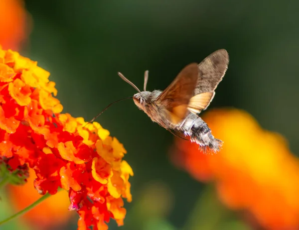 Turuncu Bir Lantana Çiçeğine Uçan Sinekkuşu Güvesi — Stok fotoğraf