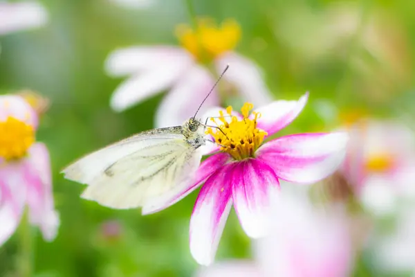 Closeup Cabbage Butterfly Pieris Rapae Flower Blossom — Stock Photo, Image