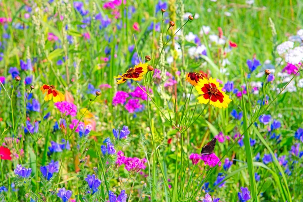 Schöner Hintergrund Einer Sommerwiese Mit Wildblumen — Stockfoto