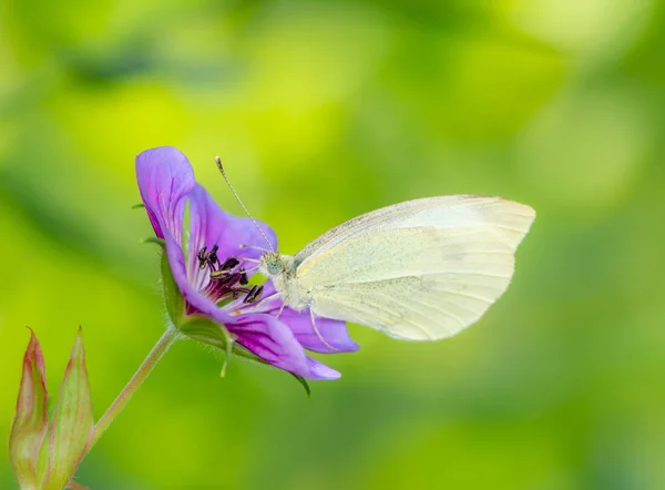 Closeup Cabbage Butterfly Pieris Rapae Flower Blossom — Stock Photo, Image