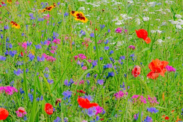 Beau Fond Une Prairie Été Avec Des Fleurs Sauvages — Photo