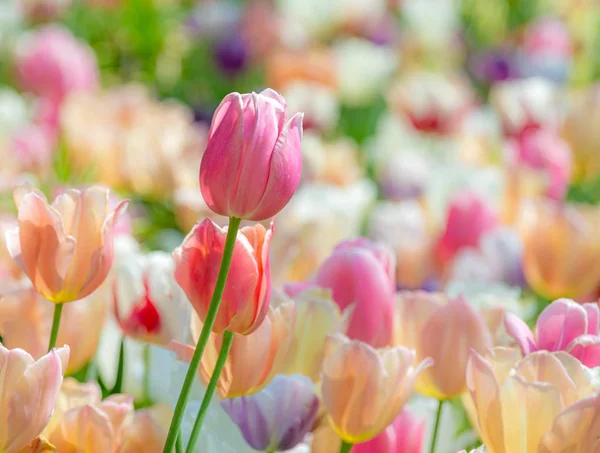 Spring Scenic Outstanding Tulip Flower Flowerbed — Stock Photo, Image