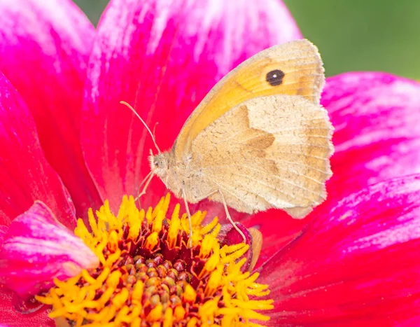 Papillon Brun Des Prés Maniola Jurtina Sur Une Fleur Dahlia — Photo