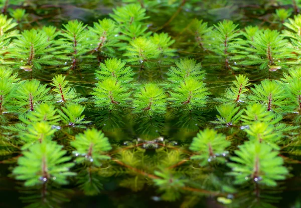 Πολλά Φυτά Watermilfoil Μια Λιμνούλα — Φωτογραφία Αρχείου