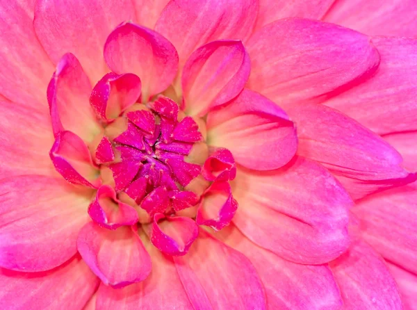 Makro Eines Abstrakten Natürlichen Blumenhintergrundes Mit Einer Dahlienblüte — Stockfoto