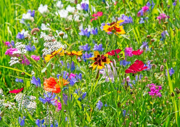 Krásné Pozadí Letní Louky Květy — Stock fotografie