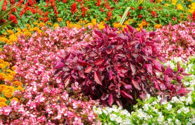 Flowerbed bahçesinde bulunan çeşitli çiçekler