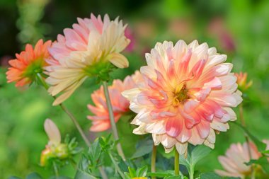 Dahnlia çiçek çiçek bahçesinde closeup