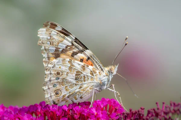 Macro Uma Senhora Pintada Borboleta Uma Flor Buddleia — Fotografia de Stock