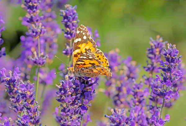 Makro Painted Lady Butterfly Květ Levandule — Stock fotografie